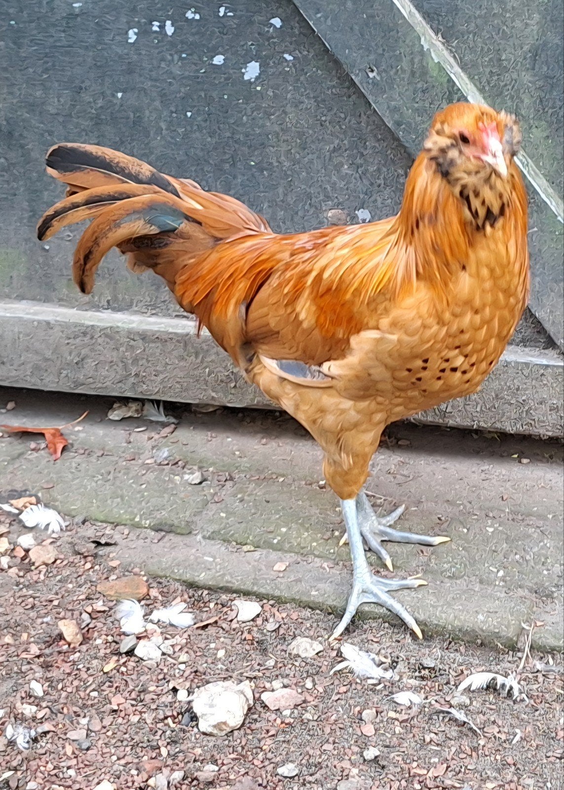 uilebaard, Dieren en Toebehoren