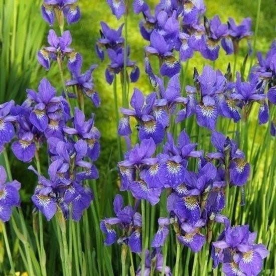 Blauwe iris vaste plant, Ophalen of Verzenden, Voorjaar, Volle zon