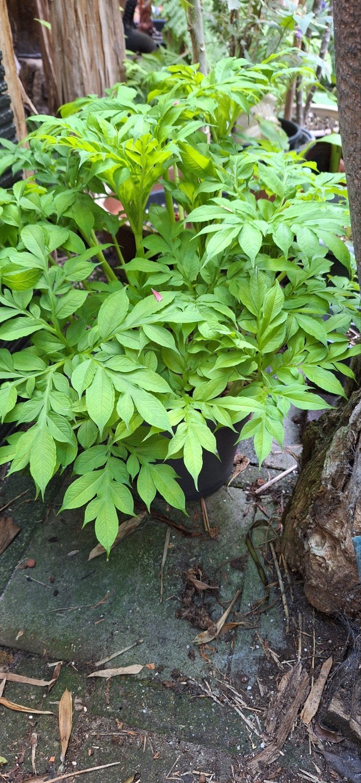 Amorphophallus albus - Voodoo Lelie, Tuin en Terras, Planten | Tuinplanten, Ophalen, Overige soorten