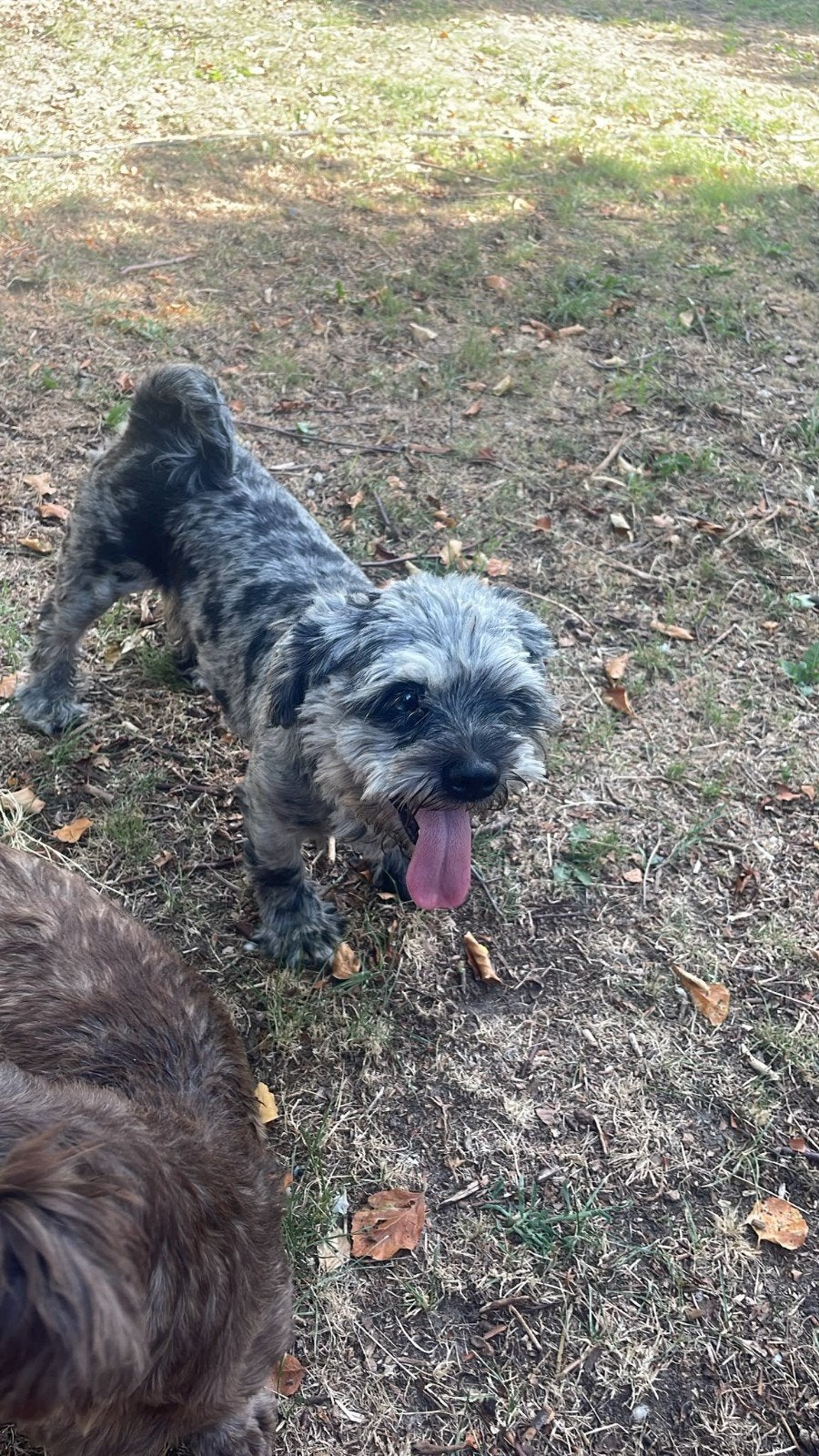 shih tzu puppies, Overige rassen, 8 tot 15 weken, Meerdere, Meerdere dieren