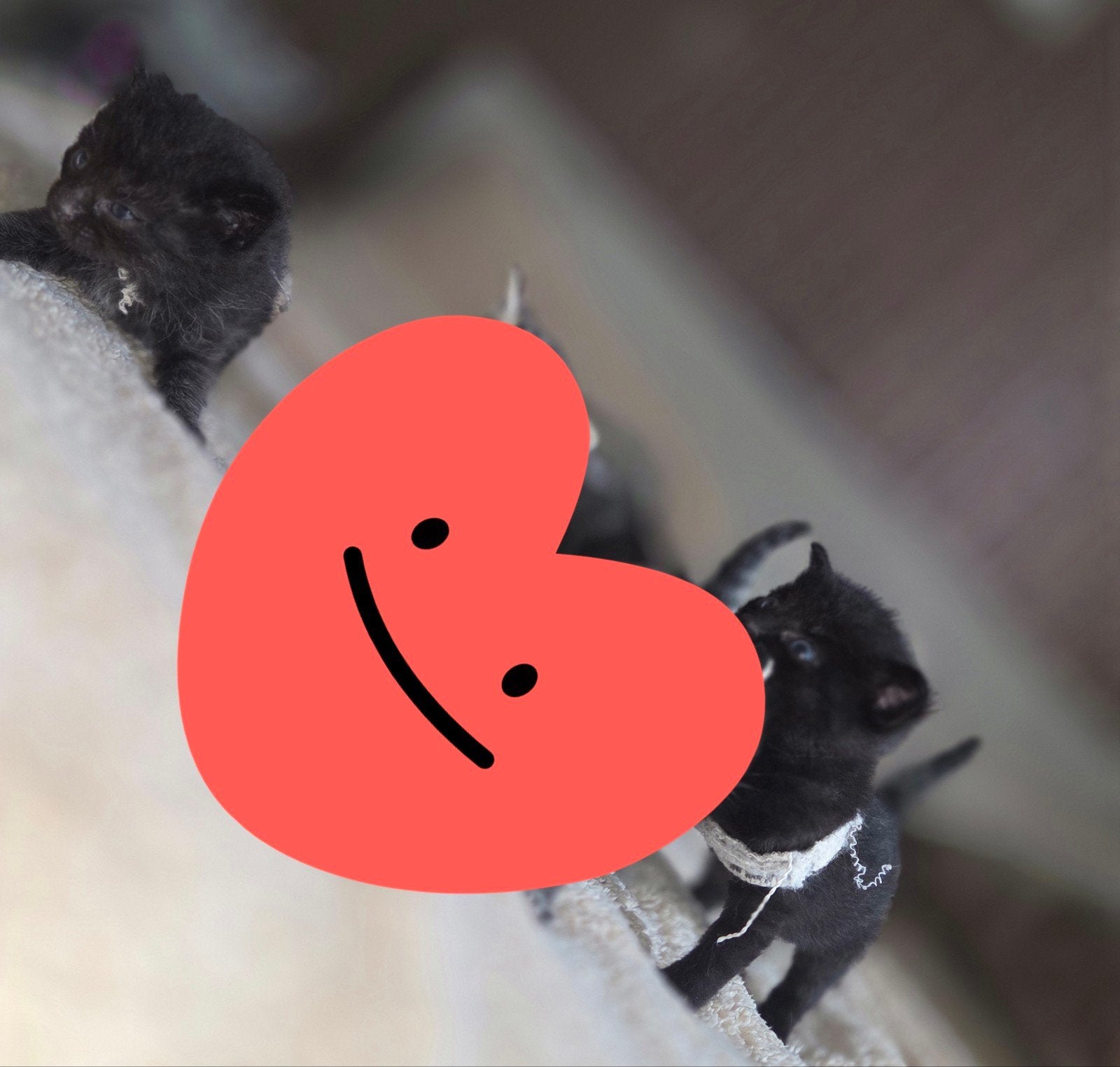 9 gezonde kittens, Geslacht onbekend