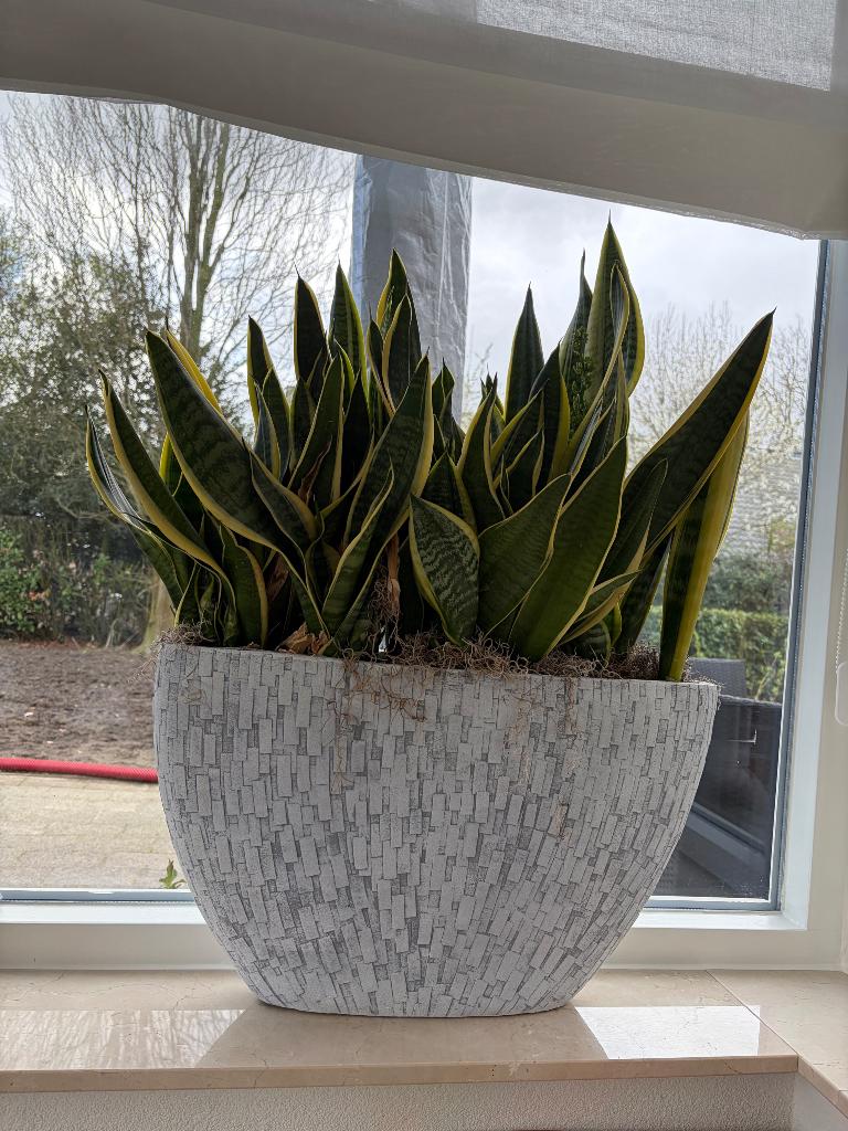 Capi ovale vaas inclusief planten, Ophalen, Kunststof, Binnen, Zo goed als nieuw