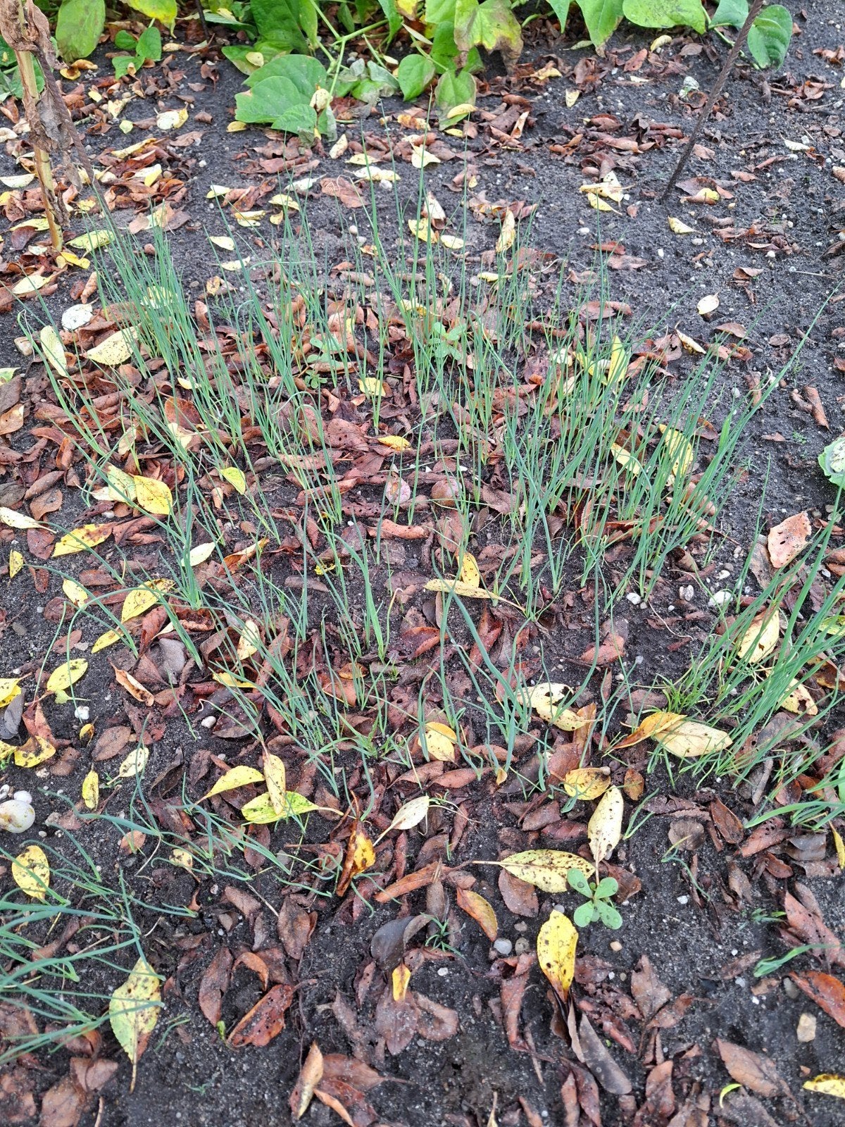 plantjes, Ophalen, Eenjarig, Groenteplanten, Volle zon