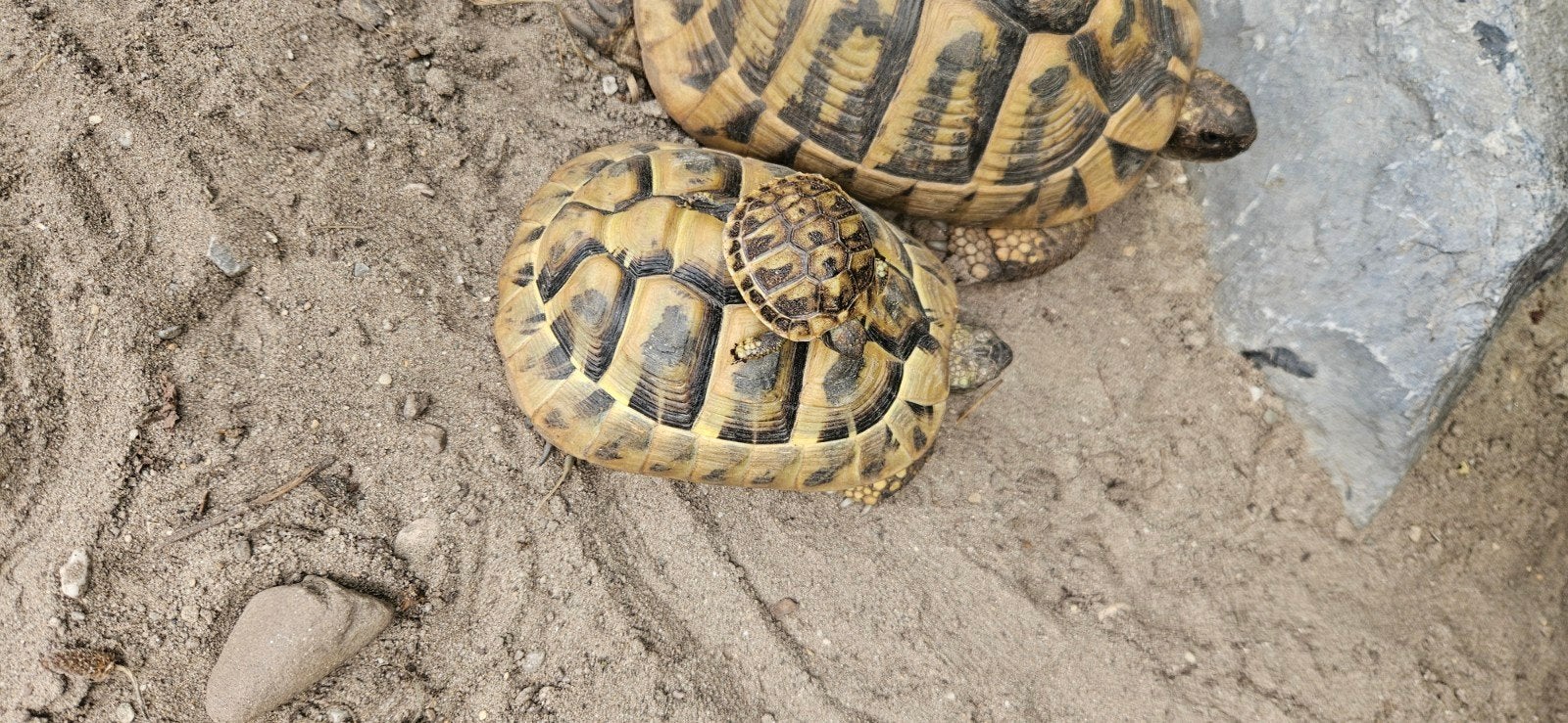 Prachtige jonge landschildpadjes Tortoise photo 9