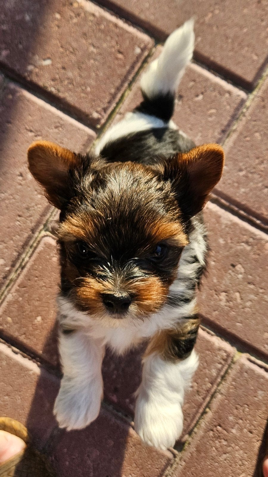BIEWER TERRIĖR PUPPY, Dieren en Toebehoren, 8 tot 15 weken, Eén hond, Nederland, Particulier