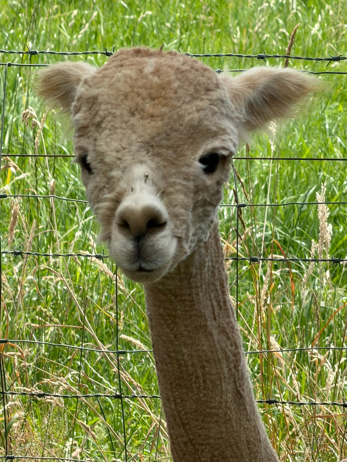 Alpaca Merries, Dieren en Toebehoren, Augustus, Vrouwelijk