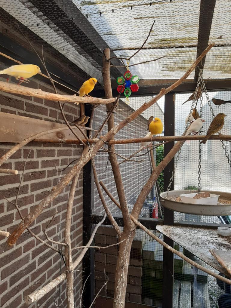 Te koop roodmussen, rijstvogels en kanaries, Meerdere dieren, Kleurkanarie