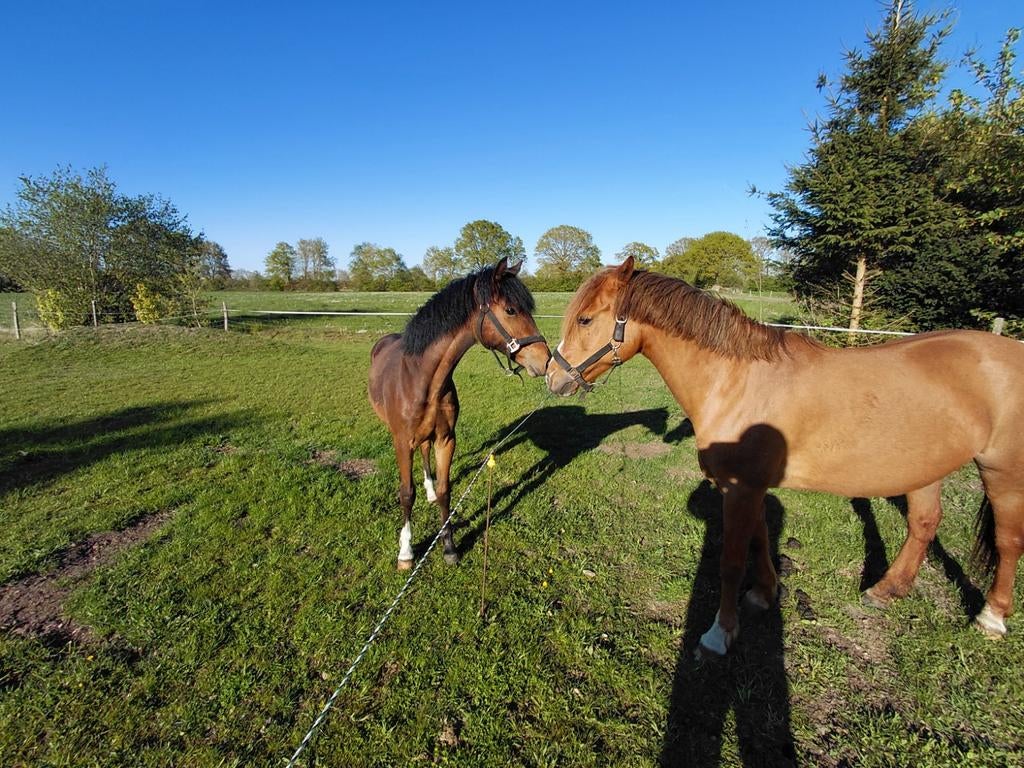 New forrest hengstje bijna jaar oud mooi donker, Dieren en Toebehoren, Paarden, Hengst, 0 tot 2 jaar