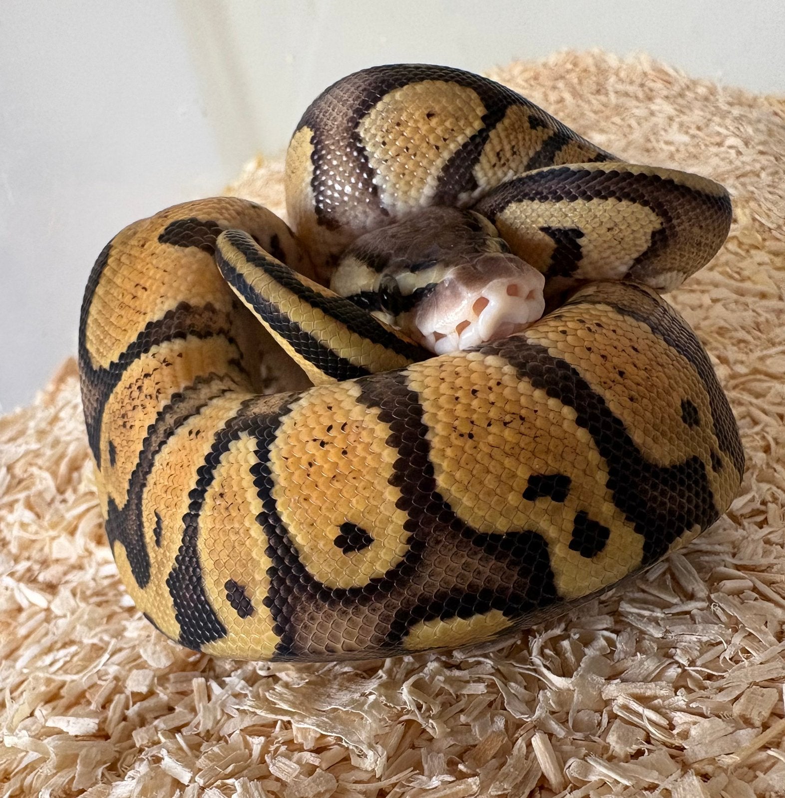 Pastel dh DG Clown vrouw koningspython ballpython Ball Python photo 2