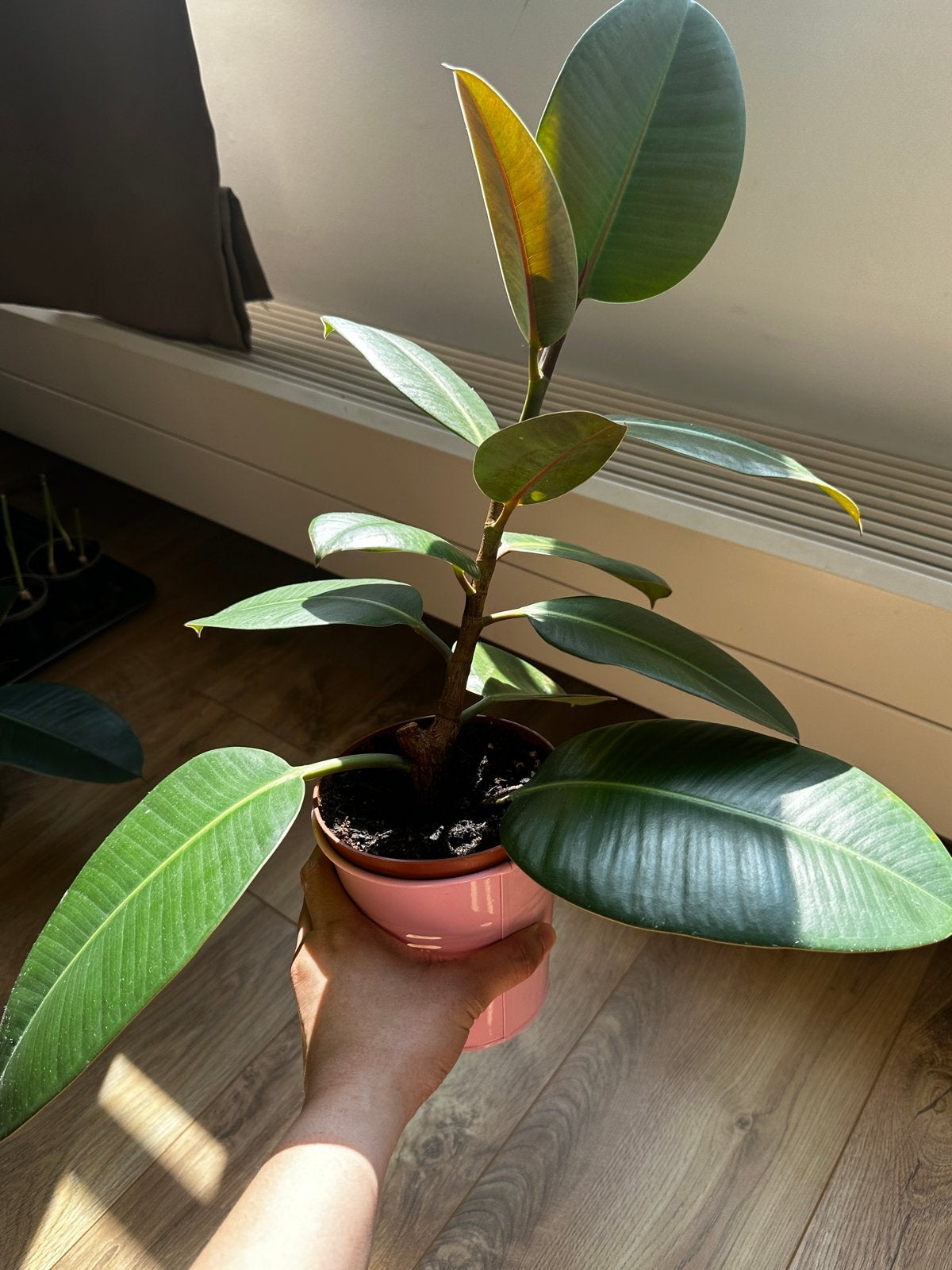 Mooie Ficus Elastica (Rubberplant) - pink pot not included, Huis en Inrichting, Kamerplanten, Ophalen, Ficus, Halfschaduw, In pot