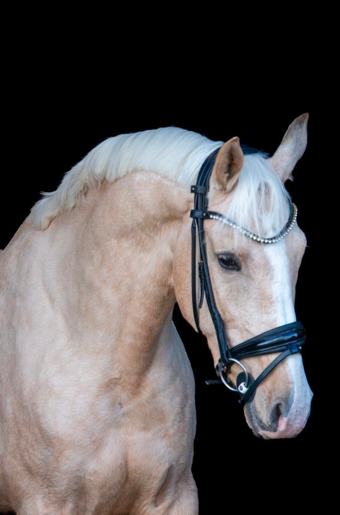 Zeer knappe! 11 jarige Palomino ruin Schofthoogte 1.56, Dieren en Toebehoren, Paarden, Ruin, Minder dan 160 cm, Dressuurpaard