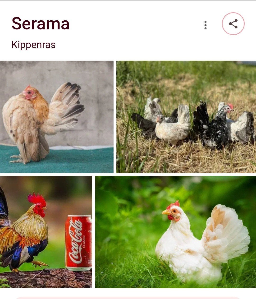 Serama kuiken gezocht., Dieren en Toebehoren, Pluimvee, Geslacht onbekend, Kip