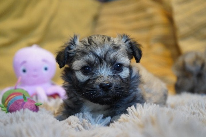 Kleine boomer pups, maltezer - shih tzu., Nederland, Parvo, Overige rassen, 8 tot 15 weken