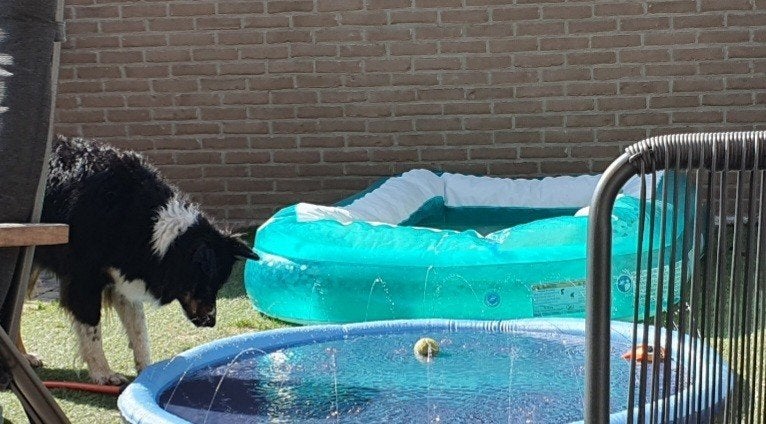 Fontein badje hond, Minder dan 80 cm, Ophalen of Verzenden, Minder dan 200 cm, Opzetzwembad