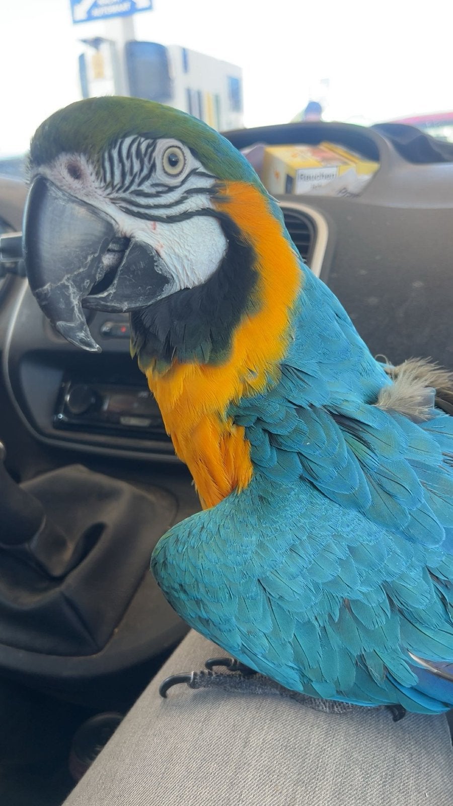 Rocky de blauw geel ara 8 jaar, Dieren en Toebehoren, Mannelijk, Papegaai