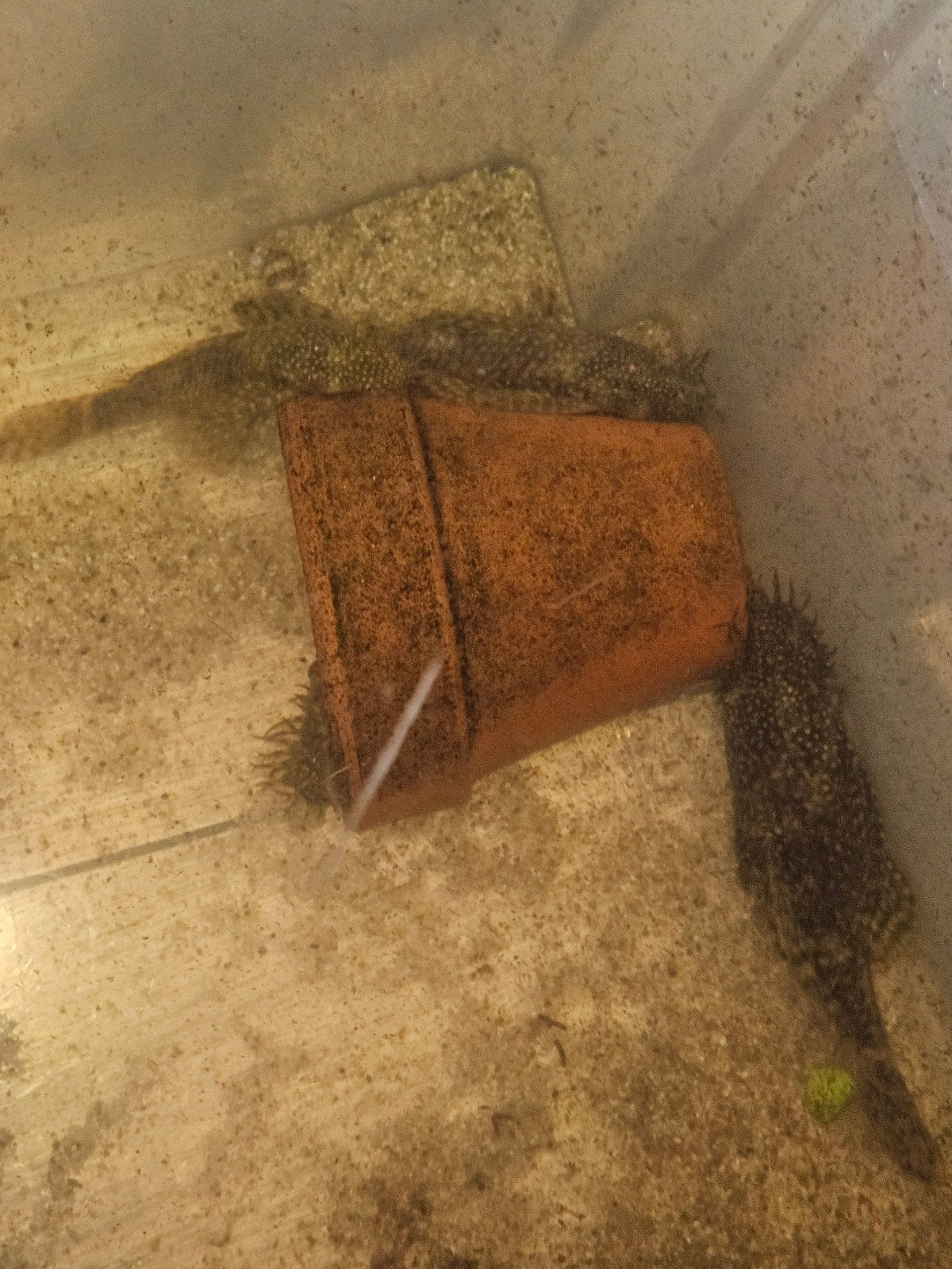 Ancistrus mannen te koop, Dieren en Toebehoren, Vis, Zoetwatervis