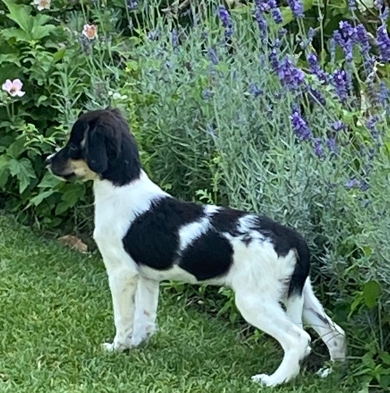 Prachtige FRIESE STABIJ x HEIDEWACHTEL pups, Parvo, Nederland, 8 tot 15 weken, Meerdere