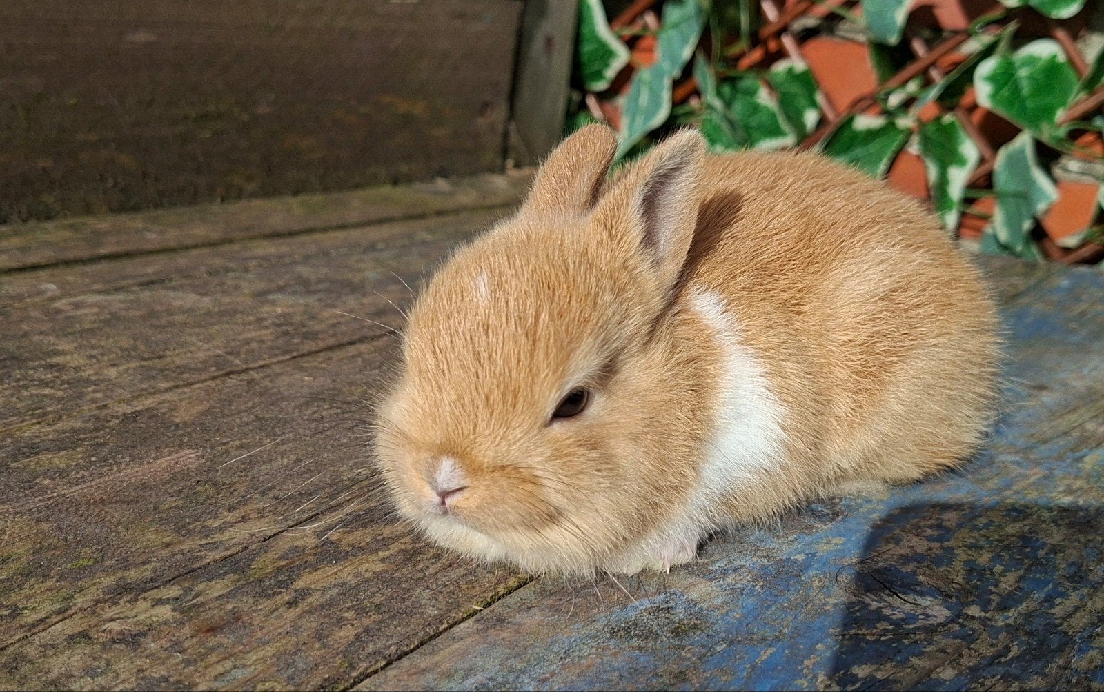 Kleurdwerg rammetje, Dieren en Toebehoren, Mannelijk, Dwerg, 0 tot 2 jaar