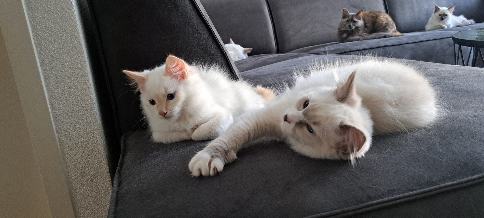 Ragdoll katertjes, stamboom, mogen verhuizen
Vader groot int, Dieren en Toebehoren, Katten en Kittens | Raskatten | Langhaar, Kater
