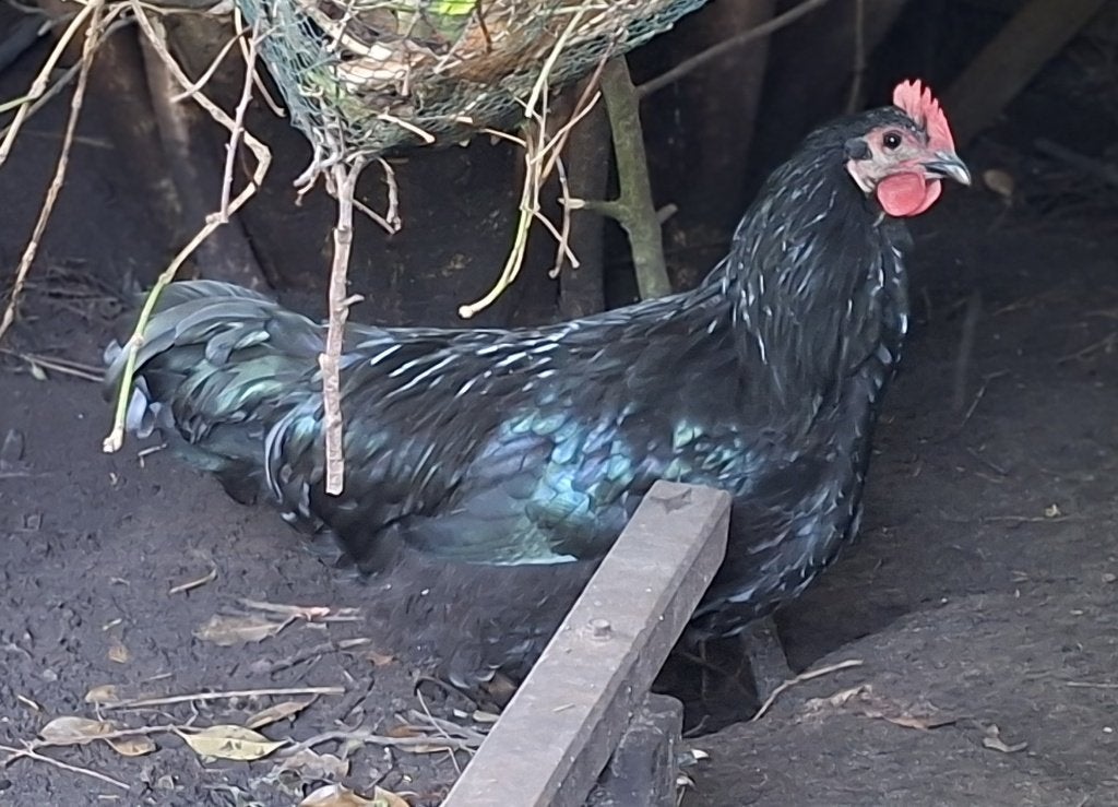 Jonge haan Australorp, Dieren en Toebehoren, Mannelijk, Kip