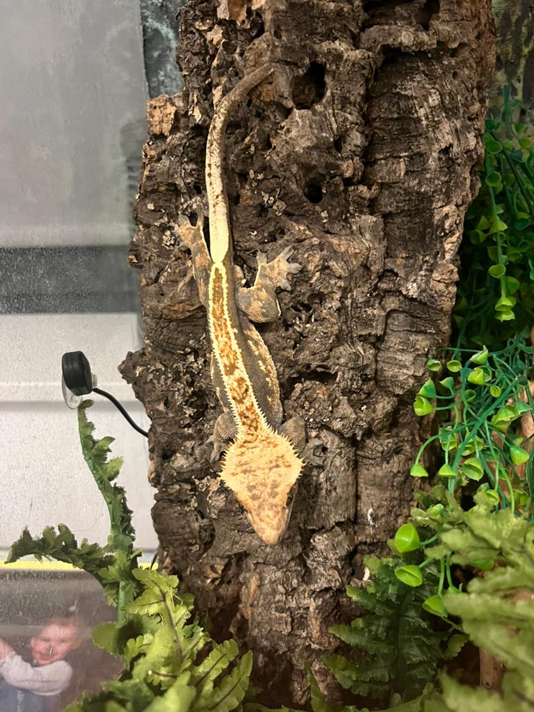 Wimpergecko man, Dieren en Toebehoren, Reptielen en Amfibieën, Overige soorten, Tam, 3 tot 6 jaar