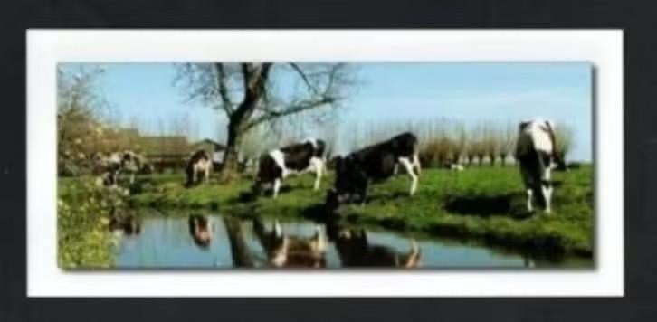 Ansichtkaart Koeien Melkkoeien Knotwilgen., Ophalen of Verzenden, 1980 tot heden, Ongelopen, Overige soorten