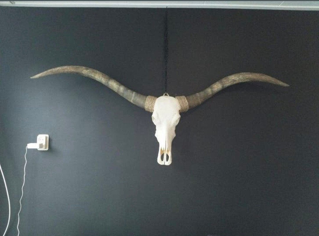 Echte Longhorn schedel/skull, Huis en Inrichting, Ophalen