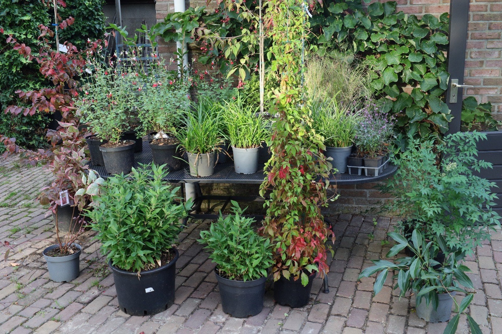 Plantenmarkt zaterdag 26 septemer  Bomen, struiken, Ophalen, Zomer, Volle zon, Overige soorten