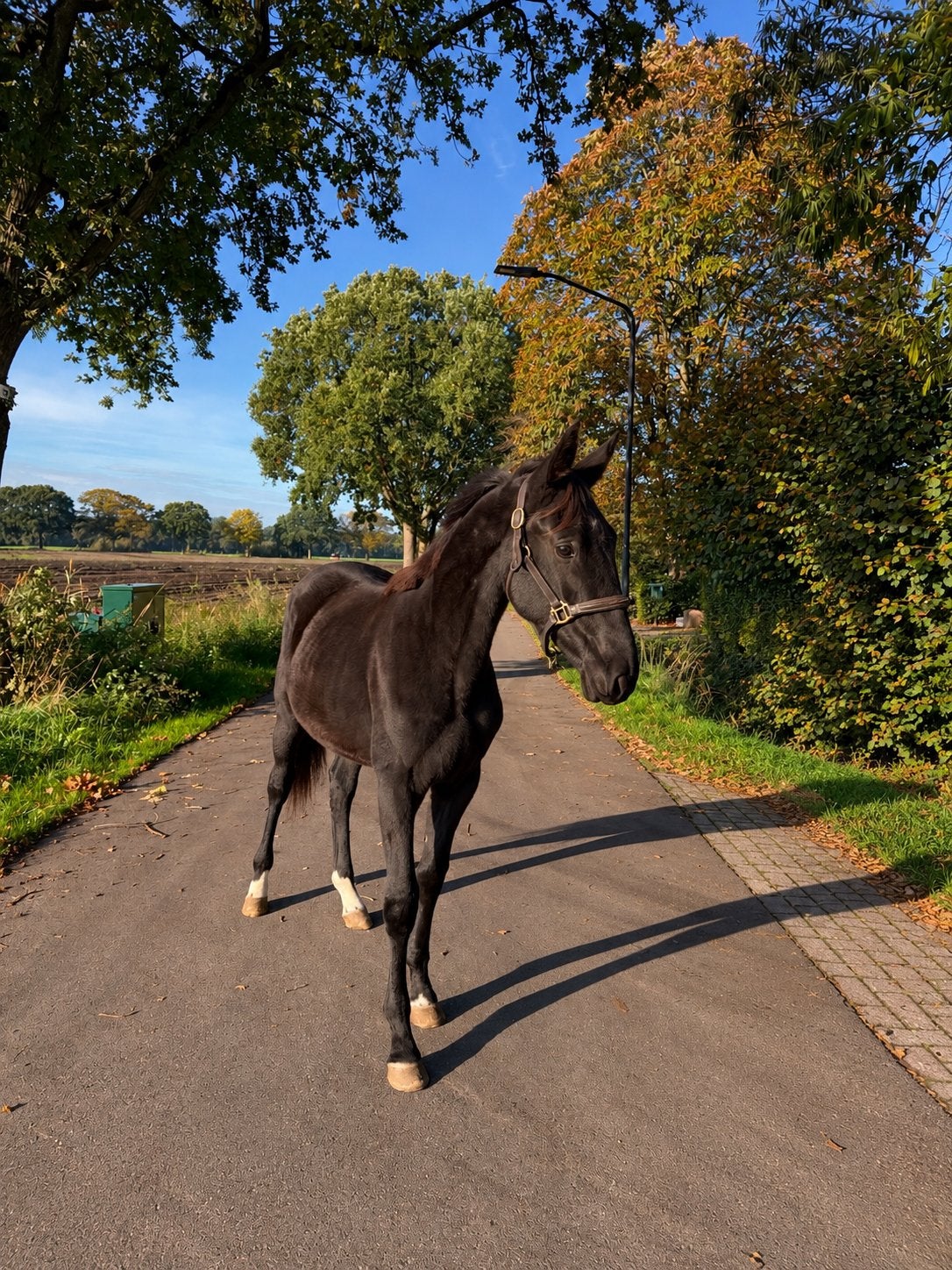 Knappe jaarling hengst, Met stamboom, Dressuurpaard, 0 tot 2 jaar, Hengst
