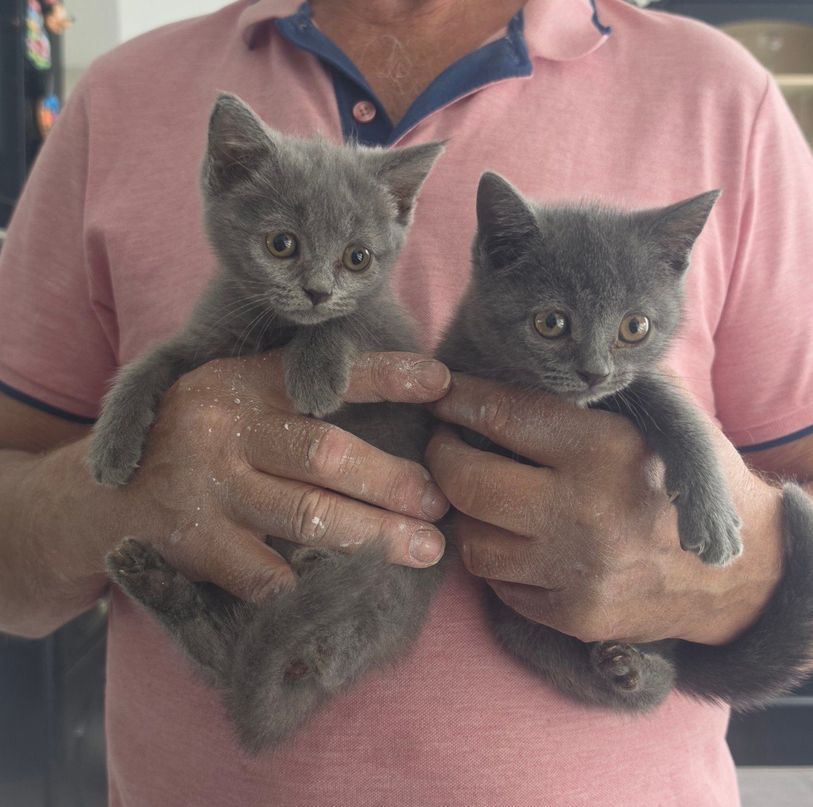 Britse korthaar kittens raszuiver, Meerdere dieren