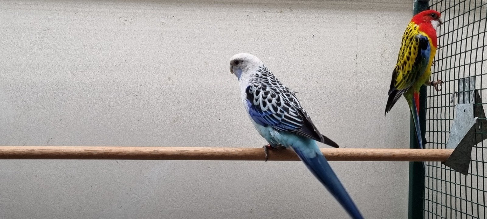 Rosella's, Dieren en Toebehoren, Vogels | Parkieten en Papegaaien, Meerdere dieren, Parkiet, Geringd