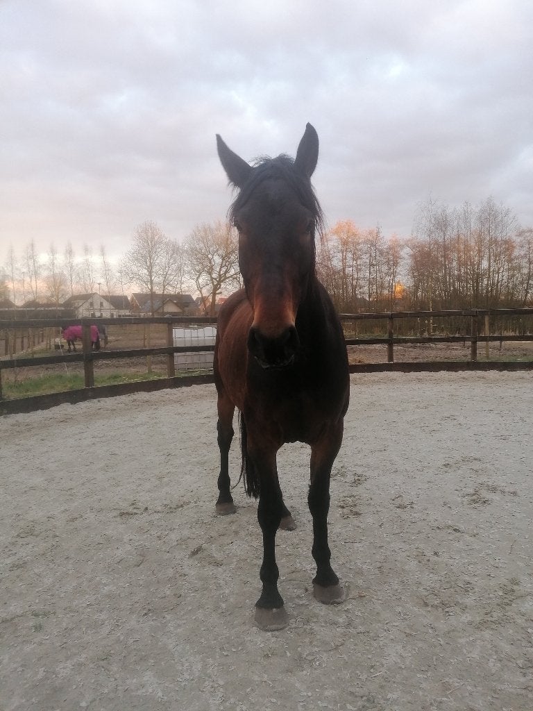 Gezocht stalling voor 2 paarden, Weidegang, 2 of 3 paarden of pony's
