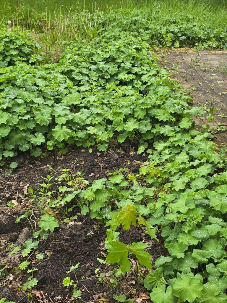 Vrouwenmantel, Tuin en Terras, Planten | Struiken en Hagen, Overige soorten, Minder dan 100 cm, Ophalen