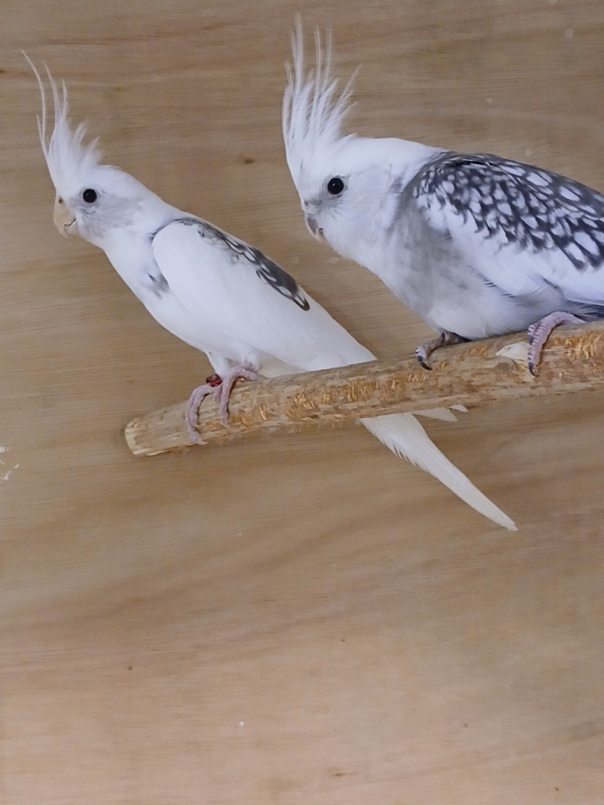 2 x kweek mannen valkparkieten, Dieren en Toebehoren, Mannelijk, Parkiet