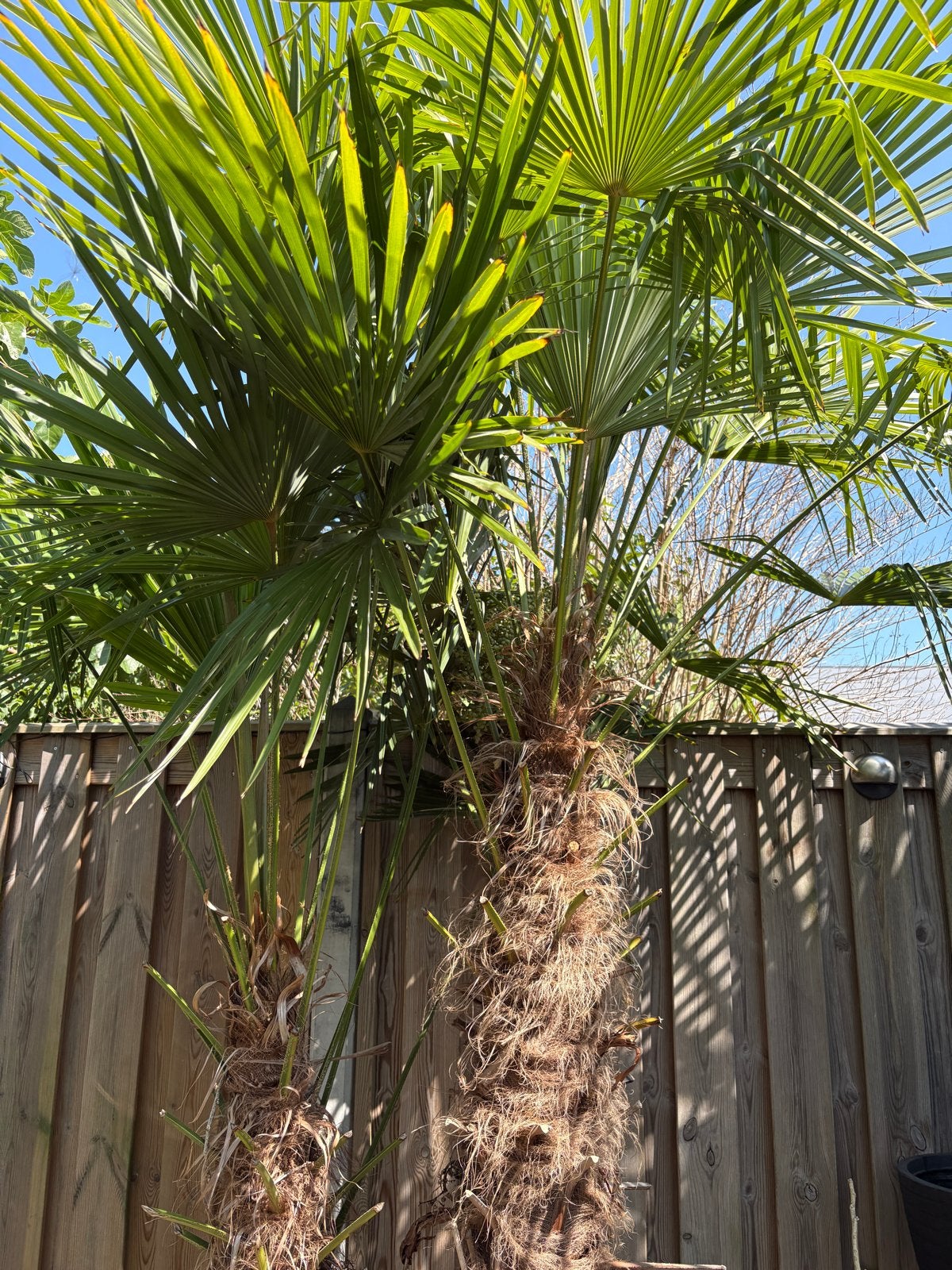Grote Trachycarpus Fortunei Palmbomen - Winterhard!, Volle zon, Vaste plant, Bloeit niet, Ophalen