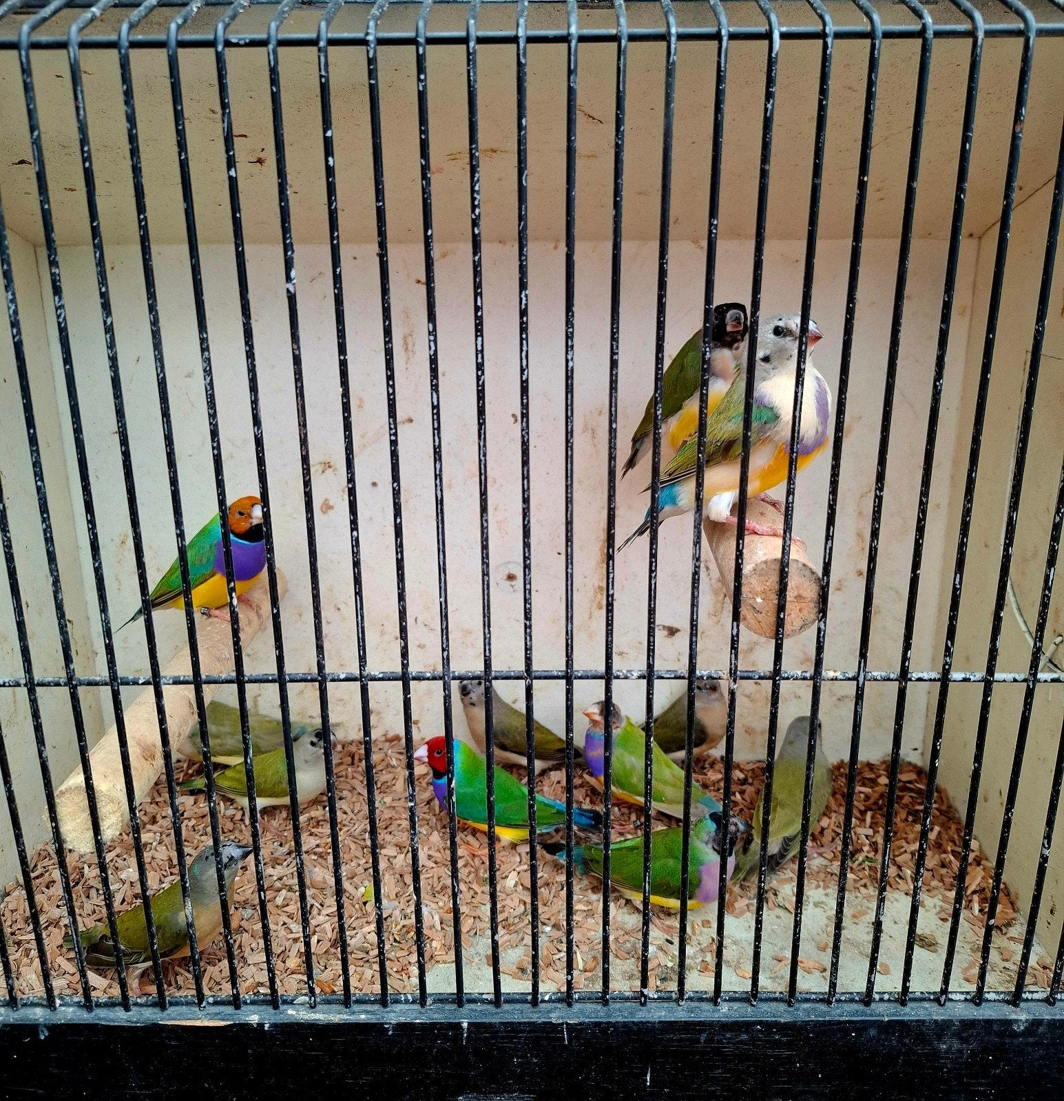 kweekgroep gouldamadines koudkweek, Dieren en Toebehoren, Meerdere dieren, Tropenvogel