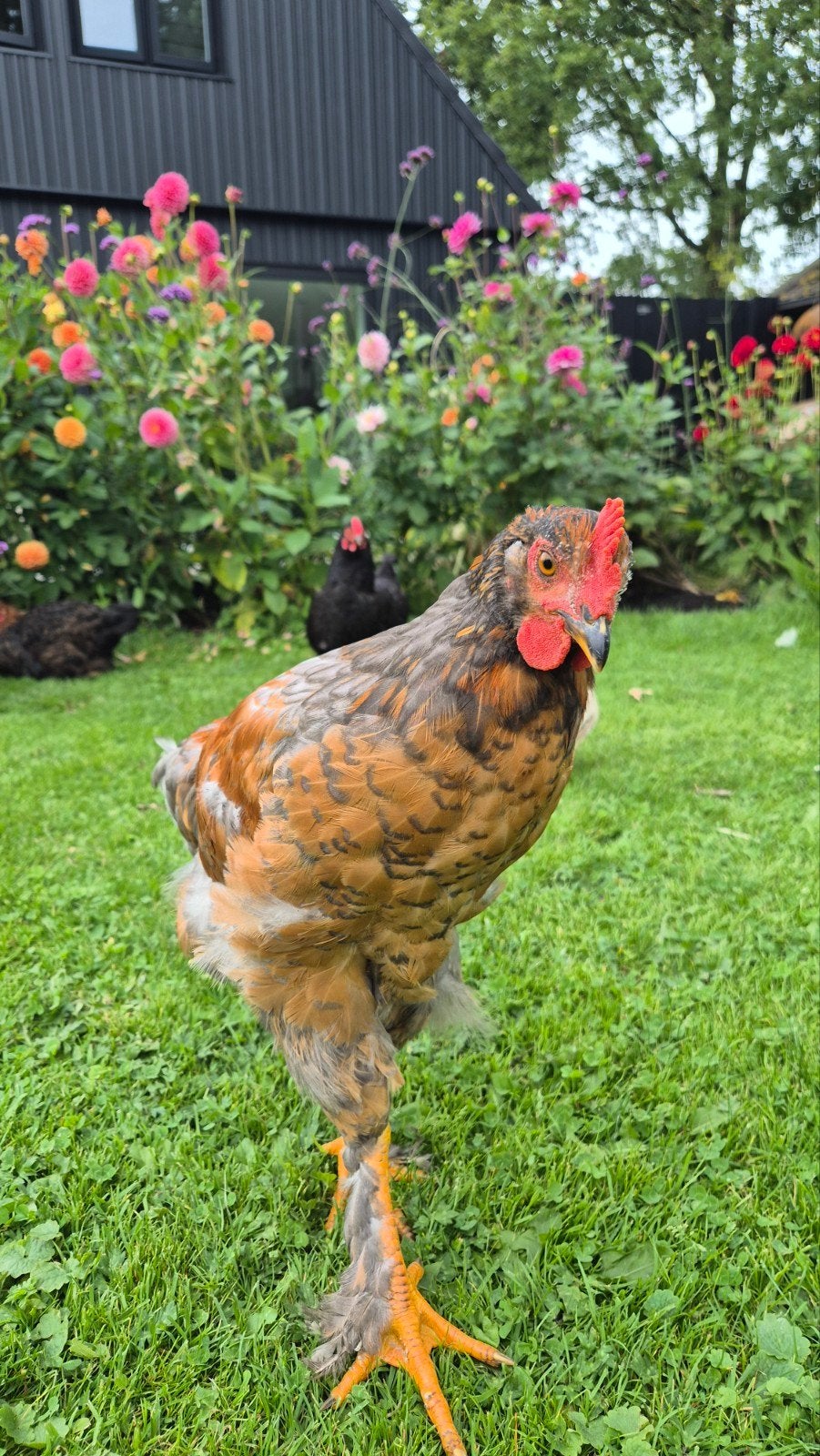 Lief en handtam haantje Brahma x Groenlegger, Mannelijk, Kip