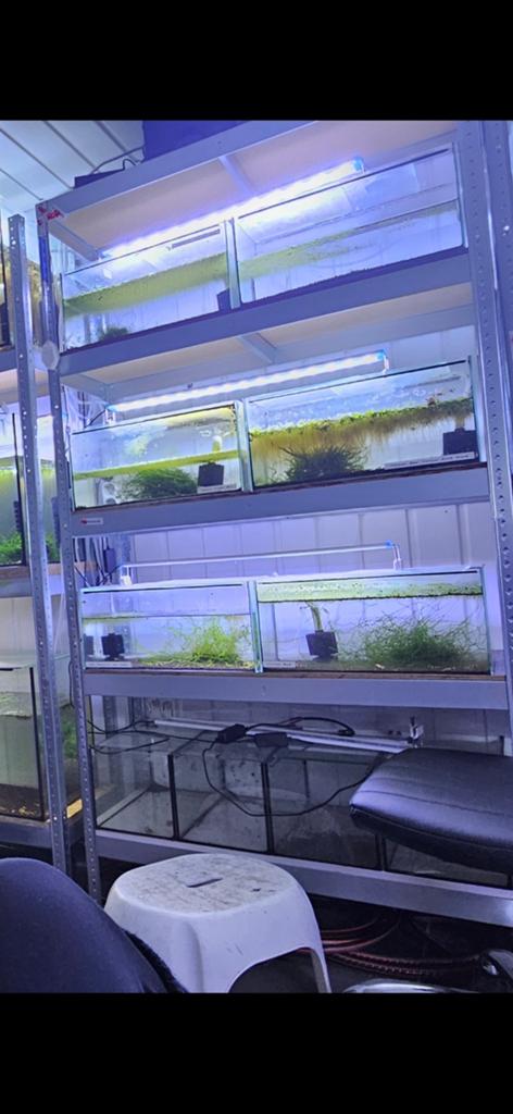 Aquariums, Ophalen, Leeg aquarium
