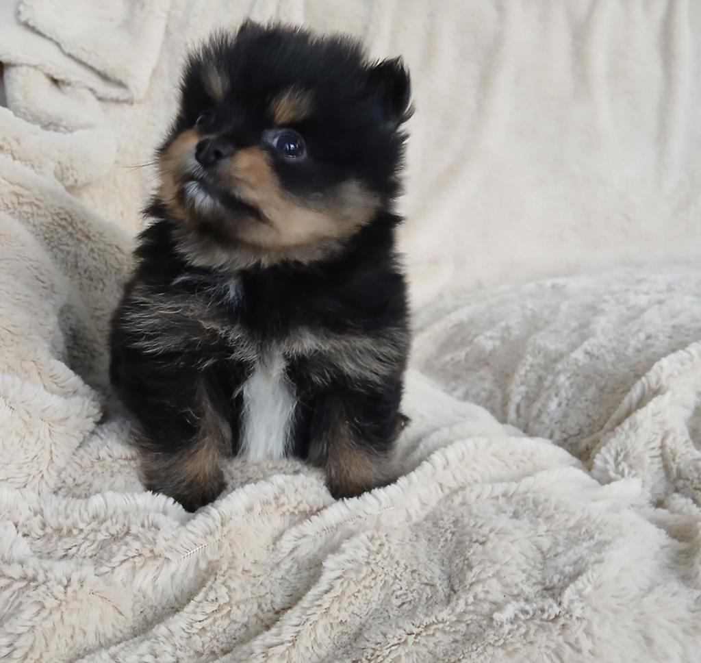 Pomeriaan pup reu, Reu, 8 tot 15 weken, Eén hond, Klein