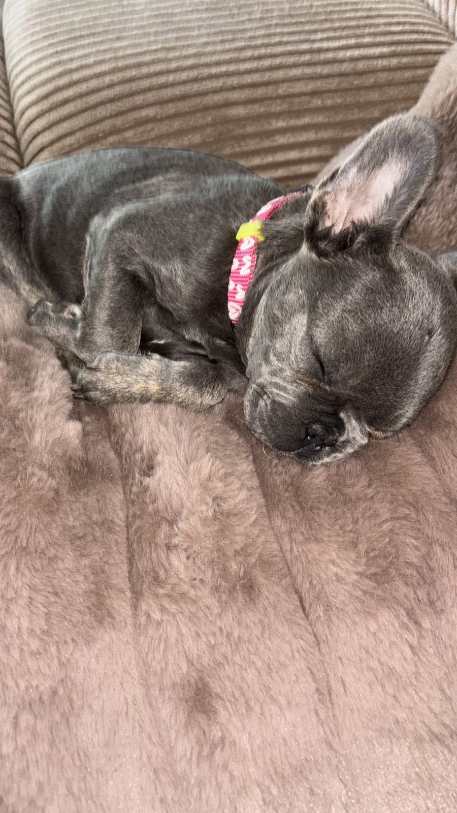 Franse bulldog pup, Parvo, 8 tot 15 weken, Teef, Bulldog