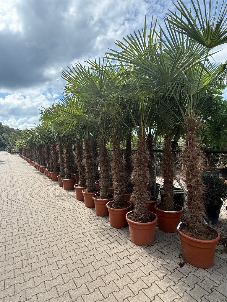 Trachycarpus fortunei palmboom - palmbomen met 140 cm stam, In pot, Halfschaduw, Ophalen of Verzenden, Lente