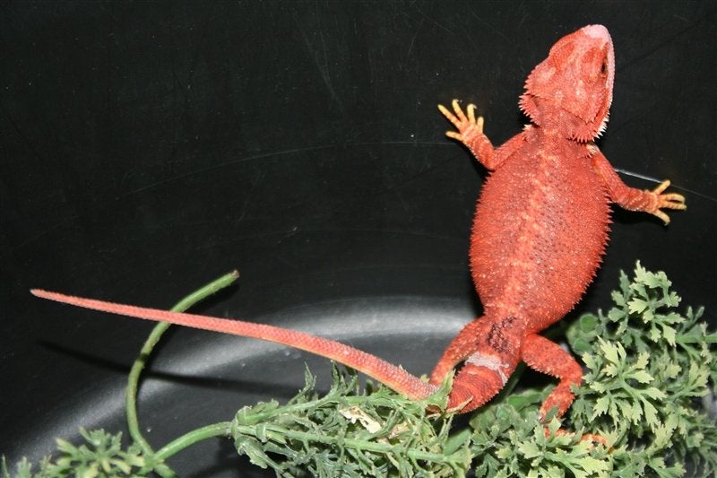 Baardagamen Bearded Dragons Red Bleu-tiger Hypo Trans Bearded Dragon photo 11