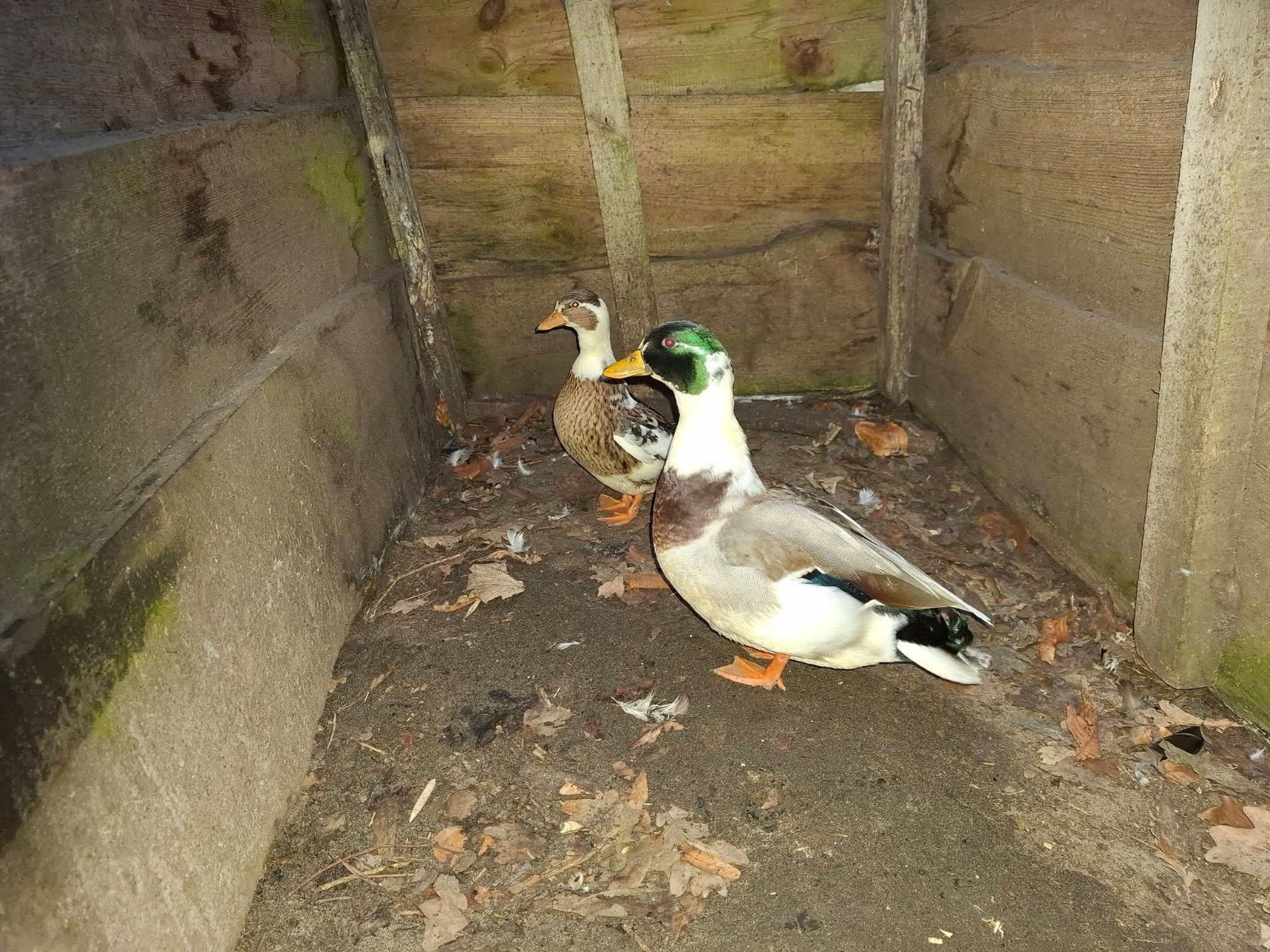 span bonte kwakers, Dieren en Toebehoren, Meerdere dieren, Eend