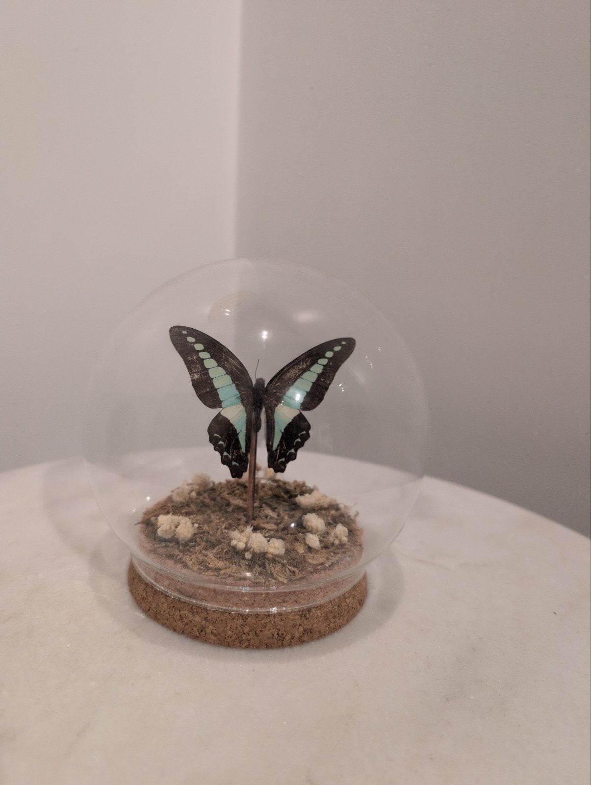 Prachtige vlinder in stolp - Natuurlijke decoratie, Niet van toepassing, Niet van toepassing, Ophalen of Verzenden, Zo goed als nieuw