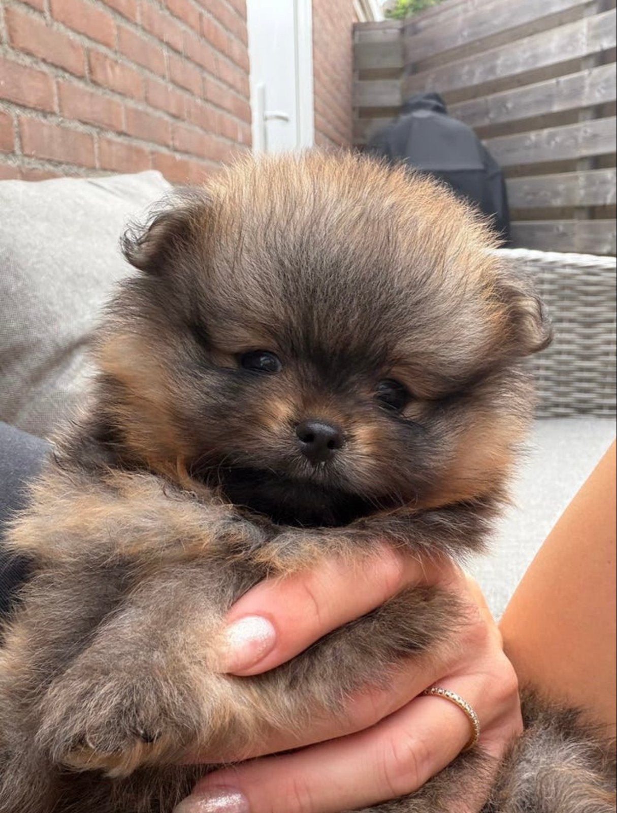 Pomeriaan pups, Dieren en Toebehoren, Parvo, Keeshond, Reu, 8 tot 15 weken