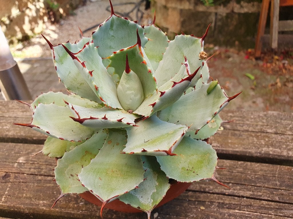 Agave potatorum compacta (2), Ophalen of Verzenden, Bloeit niet, Overige soorten, Volle zon