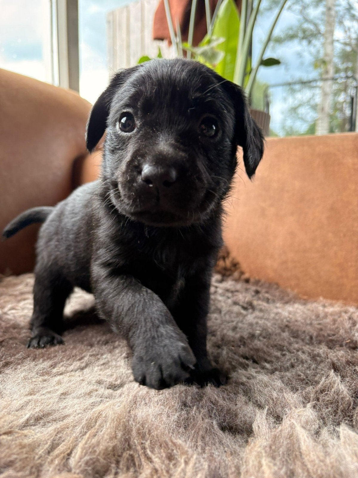 Prachtige raszuivere labrador pups, Nederland, Parvo, 8 tot 15 weken, Labrador retriever