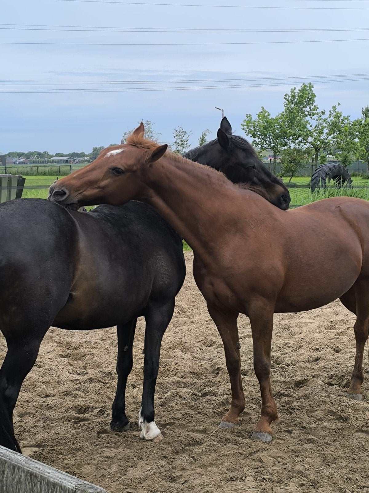 Met spoed paarden stalling gezocht, Dieren en Toebehoren
