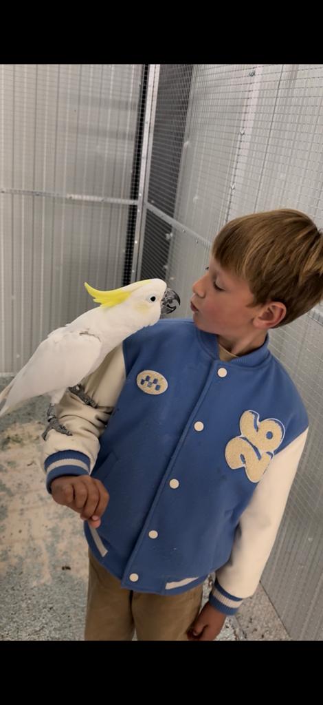 Super tamme middel geelkuif kaketoe, Dieren en Toebehoren, Vogels | Parkieten en Papegaaien, Mannelijk, Papegaai
