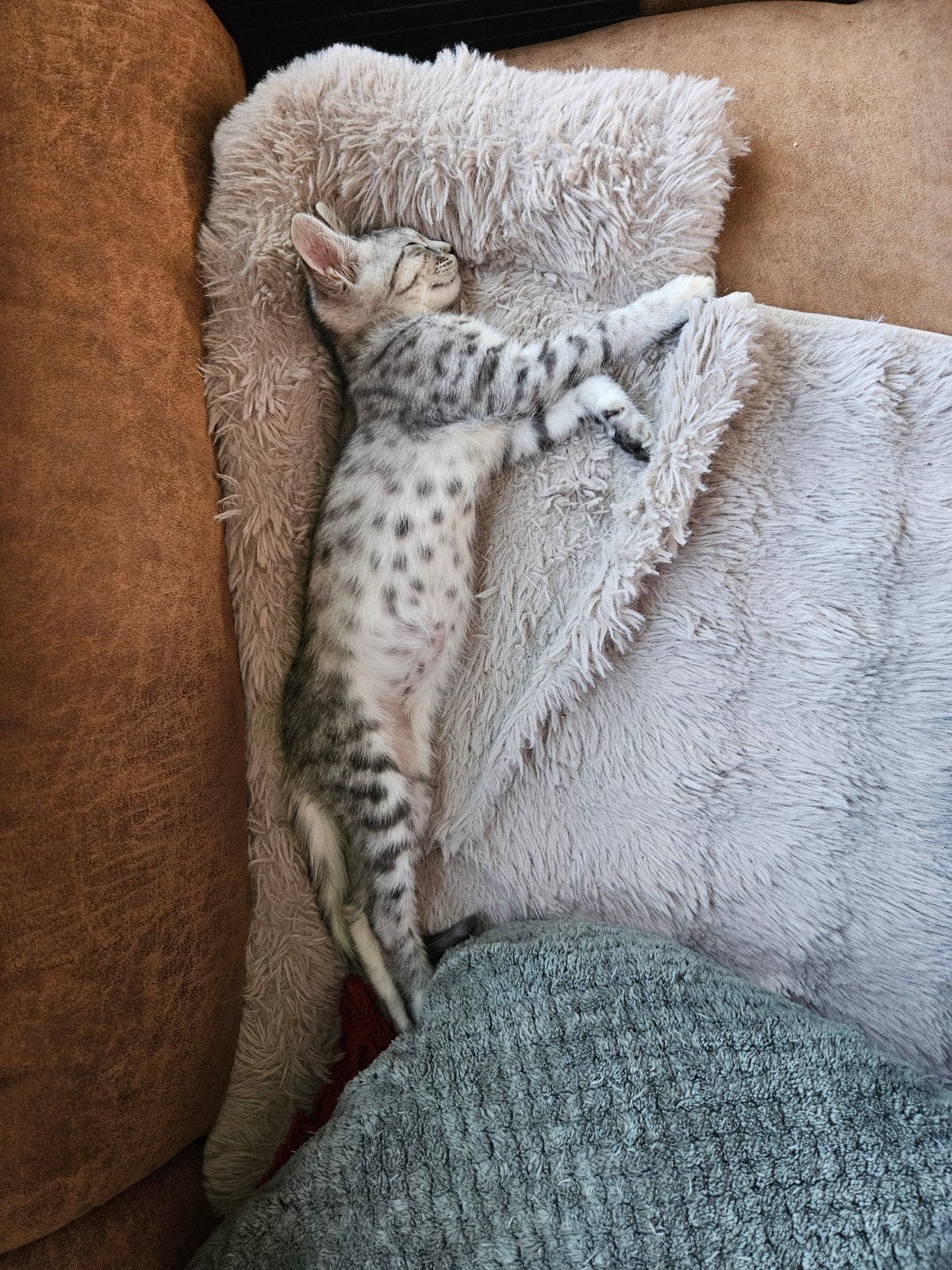 kitten bengaal x maine coon, Poes, Gechipt, 0 tot 2 jaar